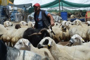 Bayram yaklaşırken Ankara ve Türkiye'de hayvancılık piyasası enflasyonun ortasında durgun - Xinhua
