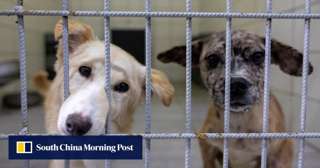 Türkiye başıboş köpekleri sokaklardan uzak tutacak bir yasa tasarısı öneriyor, ancak eleştirmenler bunun insanlık dışı olduğunu söylüyor