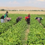 Türkiye ve Kuzey Kürdistan’da tarım sektöründe kadın sömürüsü