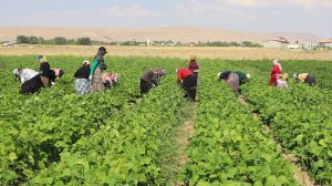 Türkiye ve Kuzey Kürdistan’da tarım sektöründe kadın sömürüsü