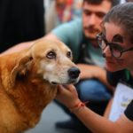 Türkiye’nin kalbine doğru yolculuğumu takip eden sokak köpekleri