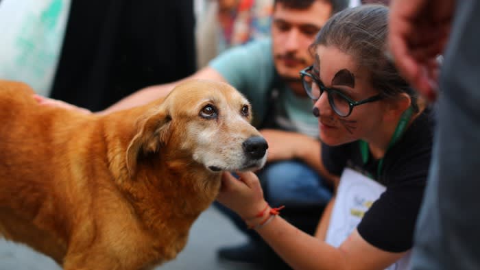 Türkiye’nin kalbine doğru yolculuğumu takip eden sokak köpekleri